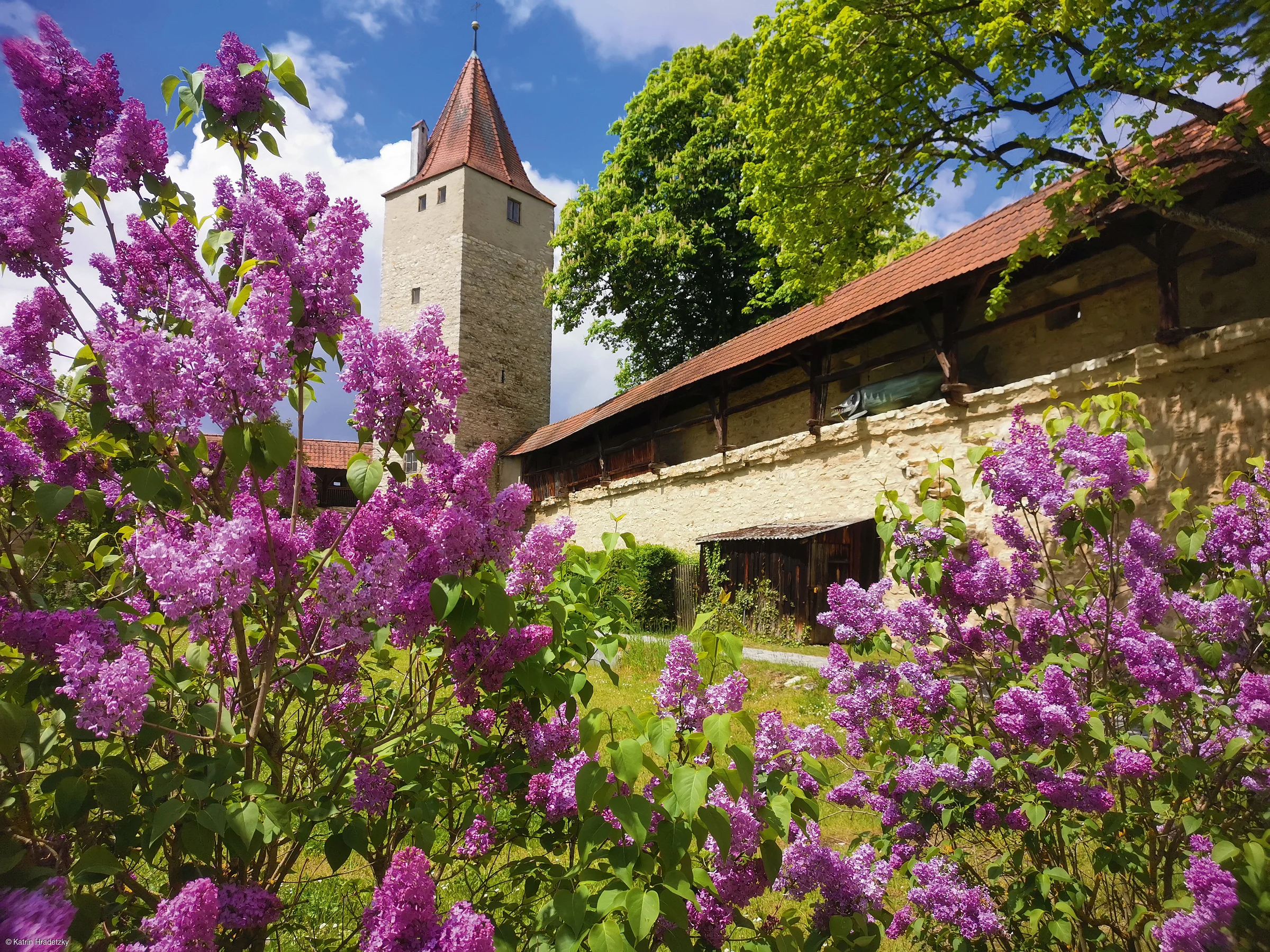 Blühender Flieder vor einer mittelalterlichen Steinmauer mit Turm und rotem Ziegeldach.