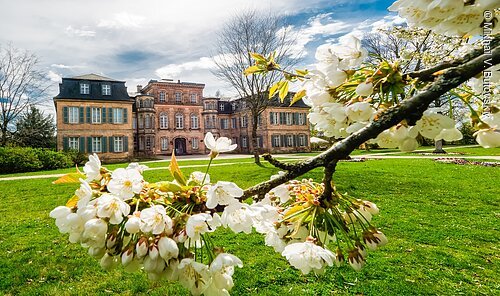 Blühender Ast mit weißen Blüten vor einem historischen Gebäude und grünem Rasen unter bewölktem Himmel.