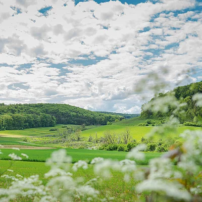 Grüne Wiesen und bewaldete Hügel unter einem bewölkten Himmel, im Vordergrund unscharfe weiße Blüten.