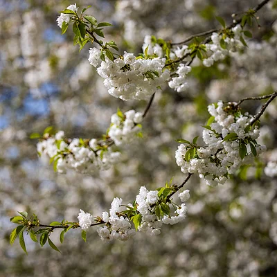 Zweige mit weißen Blüten und grünen Blättern vor unscharfem Hintergrund mit weiteren Blüten.