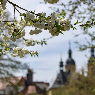 Zweig mit weißen Blüten im Vordergrund, unscharfe Kirche und Bäume im Hintergrund bei Tageslicht.