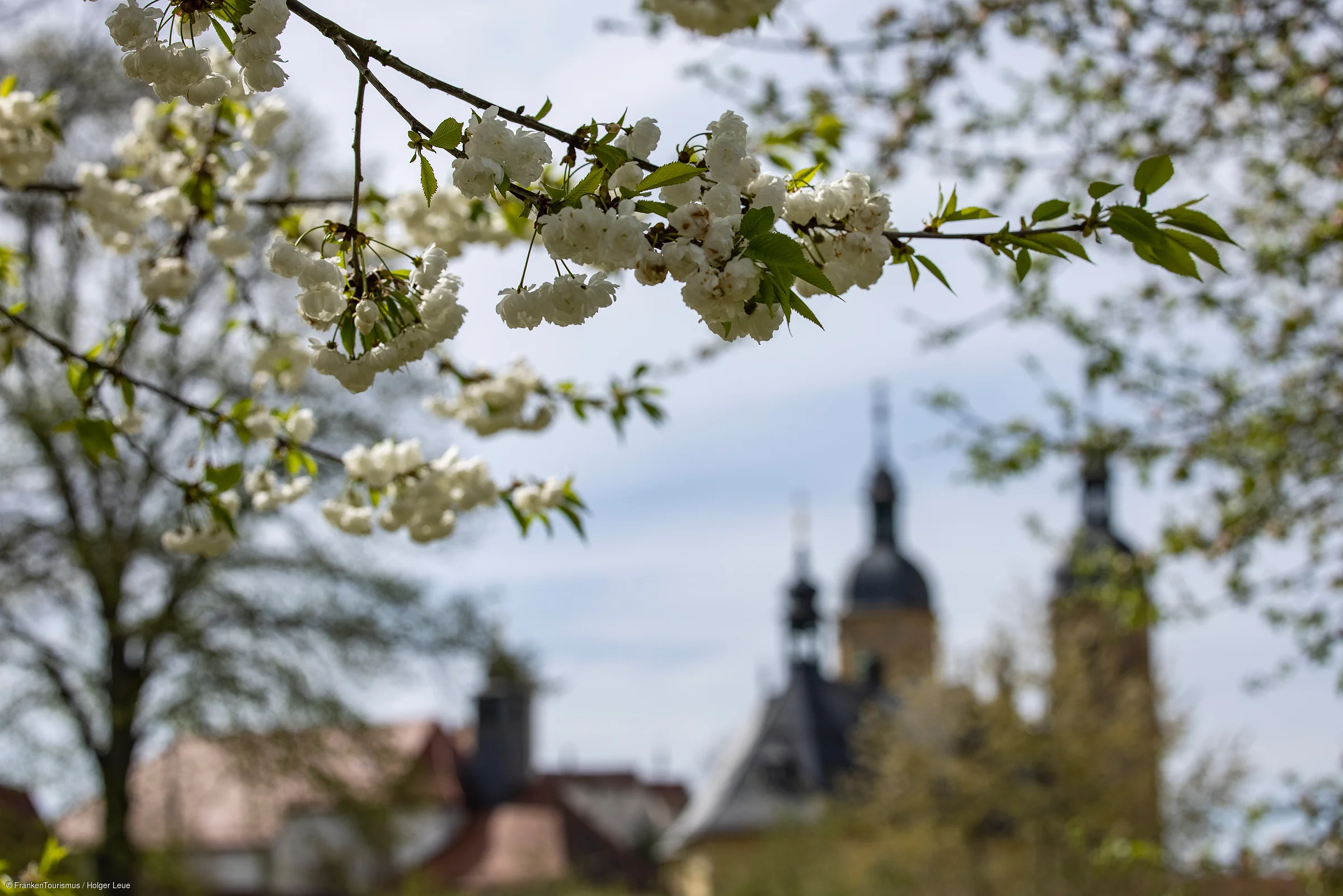 Zweig mit weißen Blüten im Vordergrund, unscharfe Kirche und Bäume im Hintergrund bei Tageslicht.
