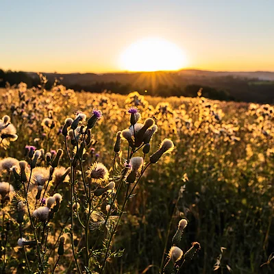 Feld bei Sonnenuntergang vor Hügeln und Bäumen im Hintergrund.