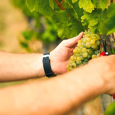 Person schneidet mit einer Gartenschere eine Traube von einem Weinstock im Weinberg ab