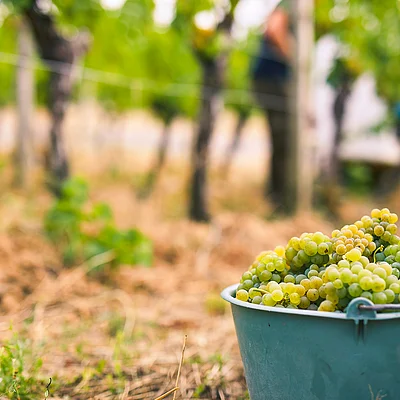 Eimer mit grünen Trauben im Vordergrund, unscharfe Personen und Weinreben im Hintergrund.