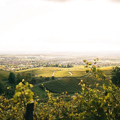Blick über grüne Weinberge auf ein Dorf und weite Felder unter hellem Himmel im Hintergrund.