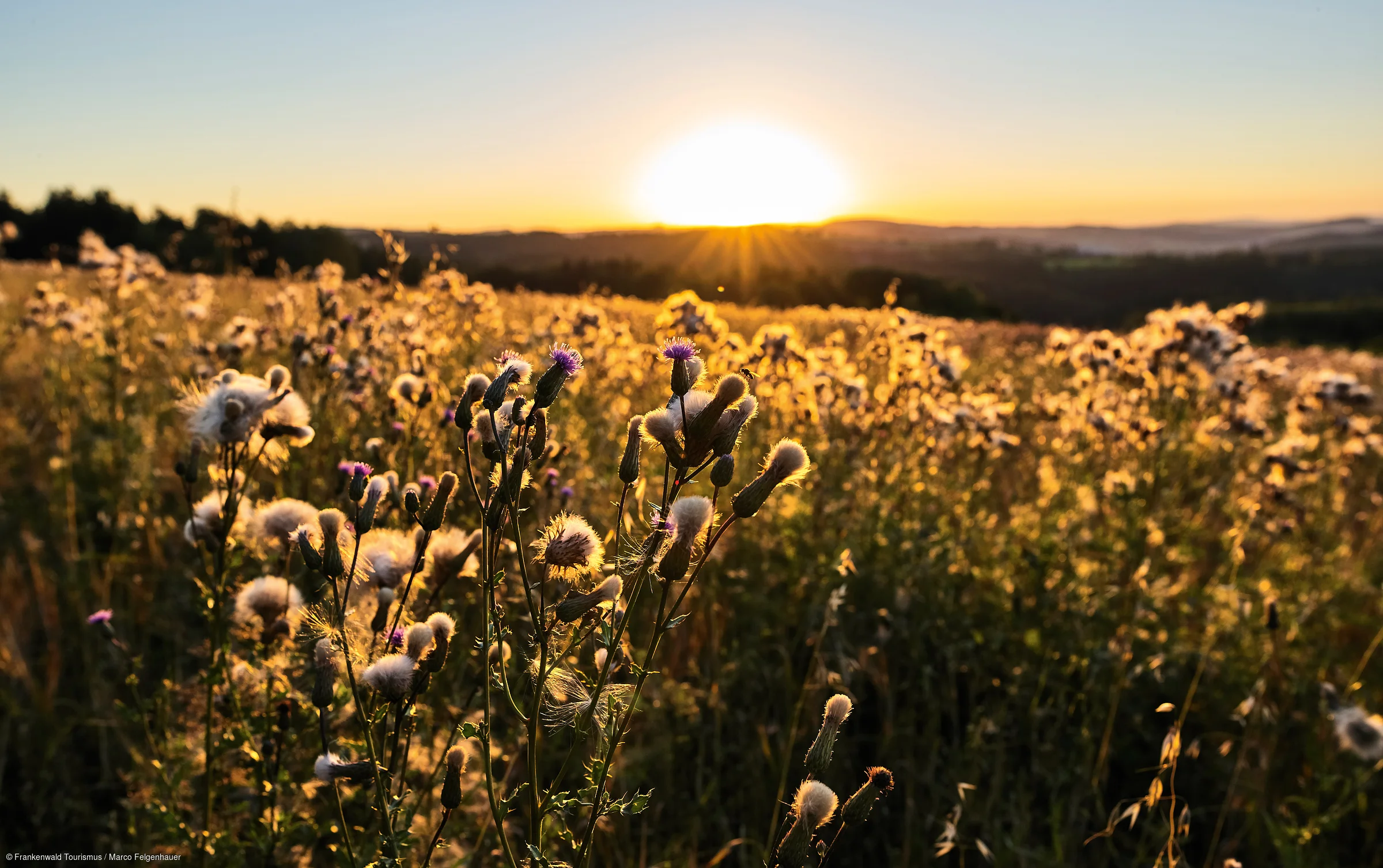 Feld bei Sonnenuntergang vor Hügeln und Bäumen im Hintergrund.