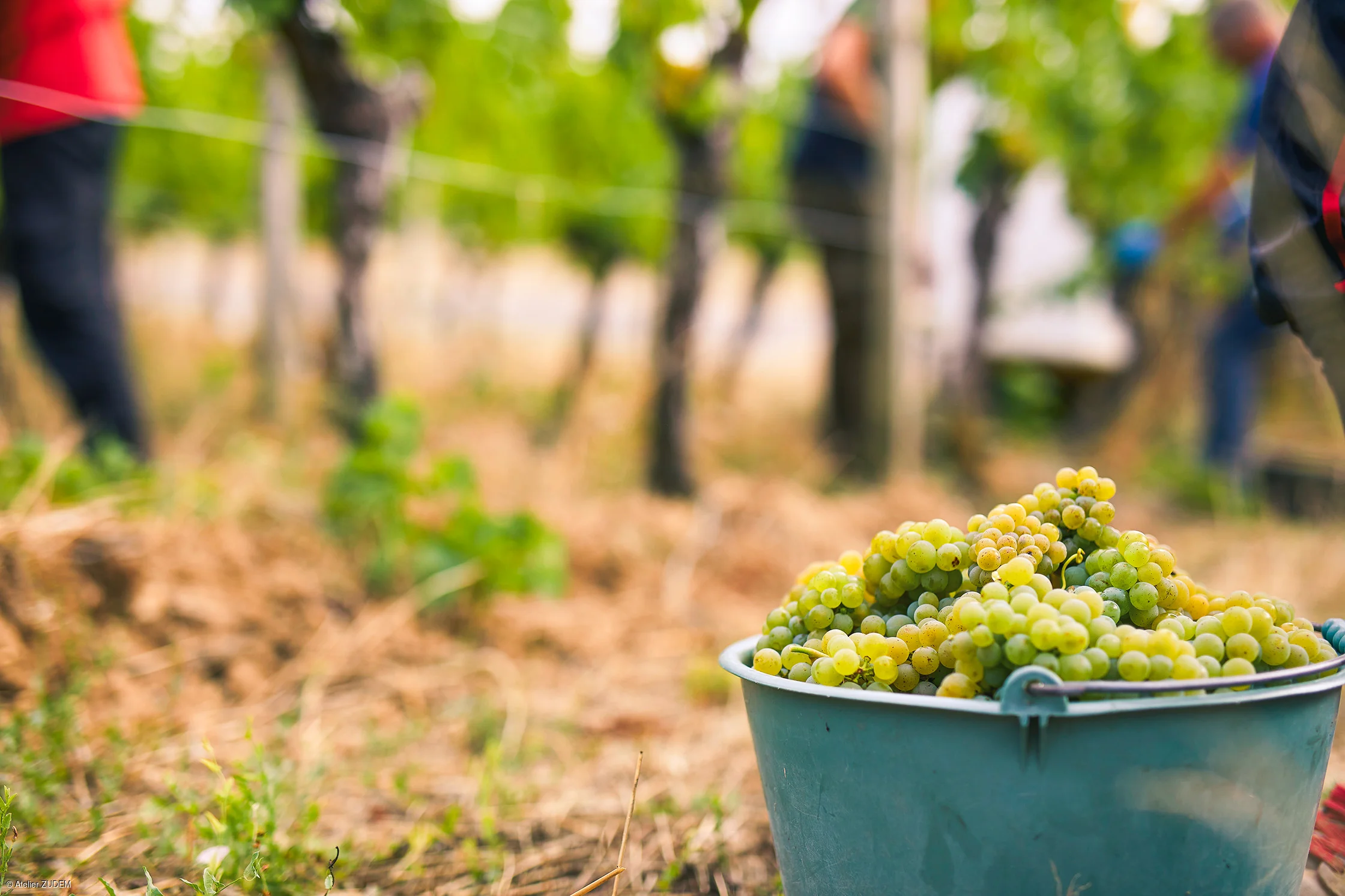 Eimer mit grünen Trauben im Vordergrund, unscharfe Personen und Weinreben im Hintergrund.
