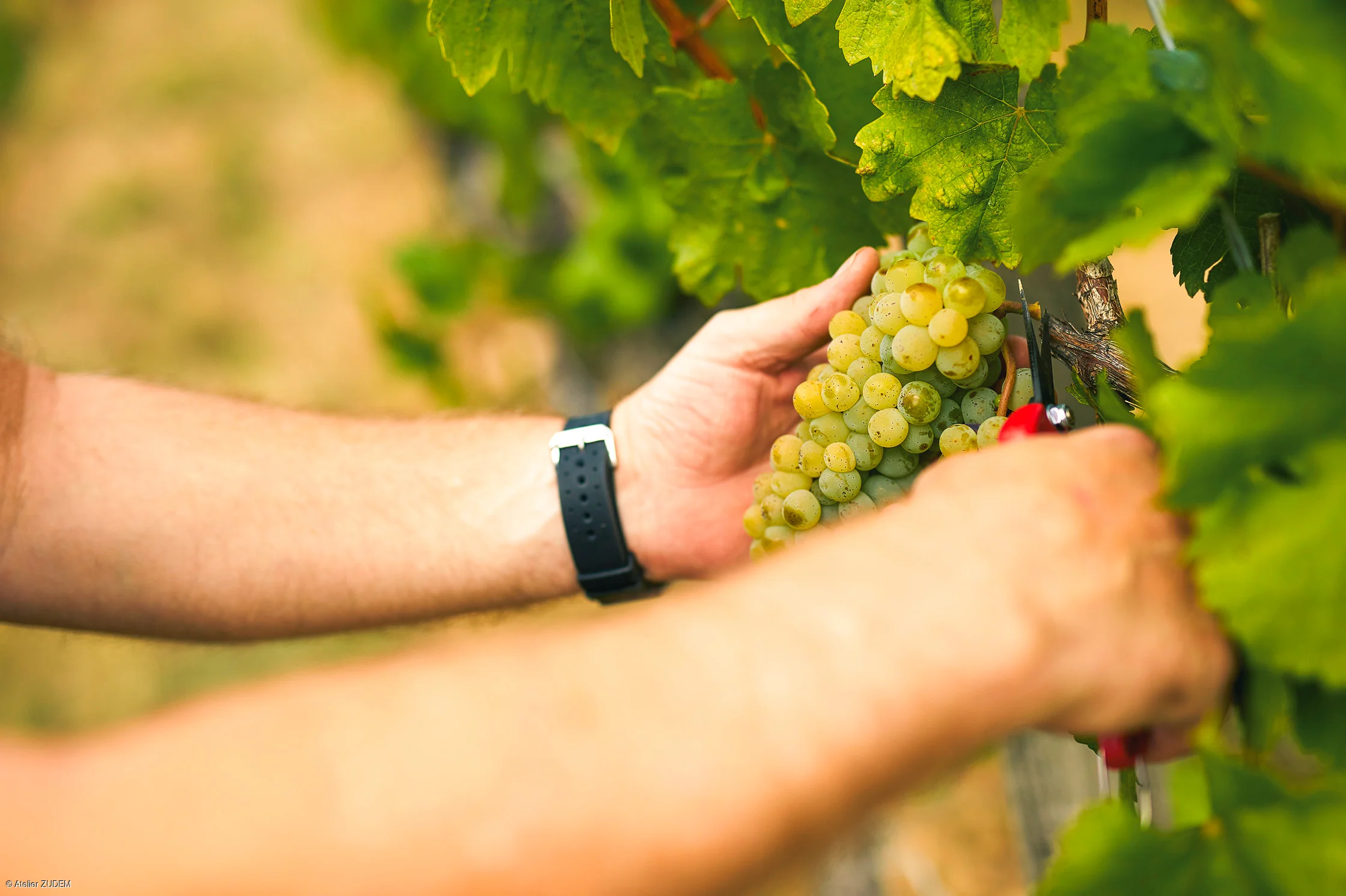 Person schneidet mit einer Gartenschere eine Traube von einem Weinstock im Weinberg ab