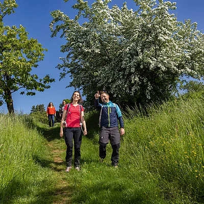 Vier Personen wandern auf einem Grasweg zwischen blühenden Bäumen bei blauem Himmel.
