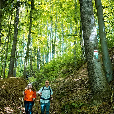 Zwei Personen wandern mit Stöcken auf einem mit Laub bedeckten Waldweg im grünen Wald.