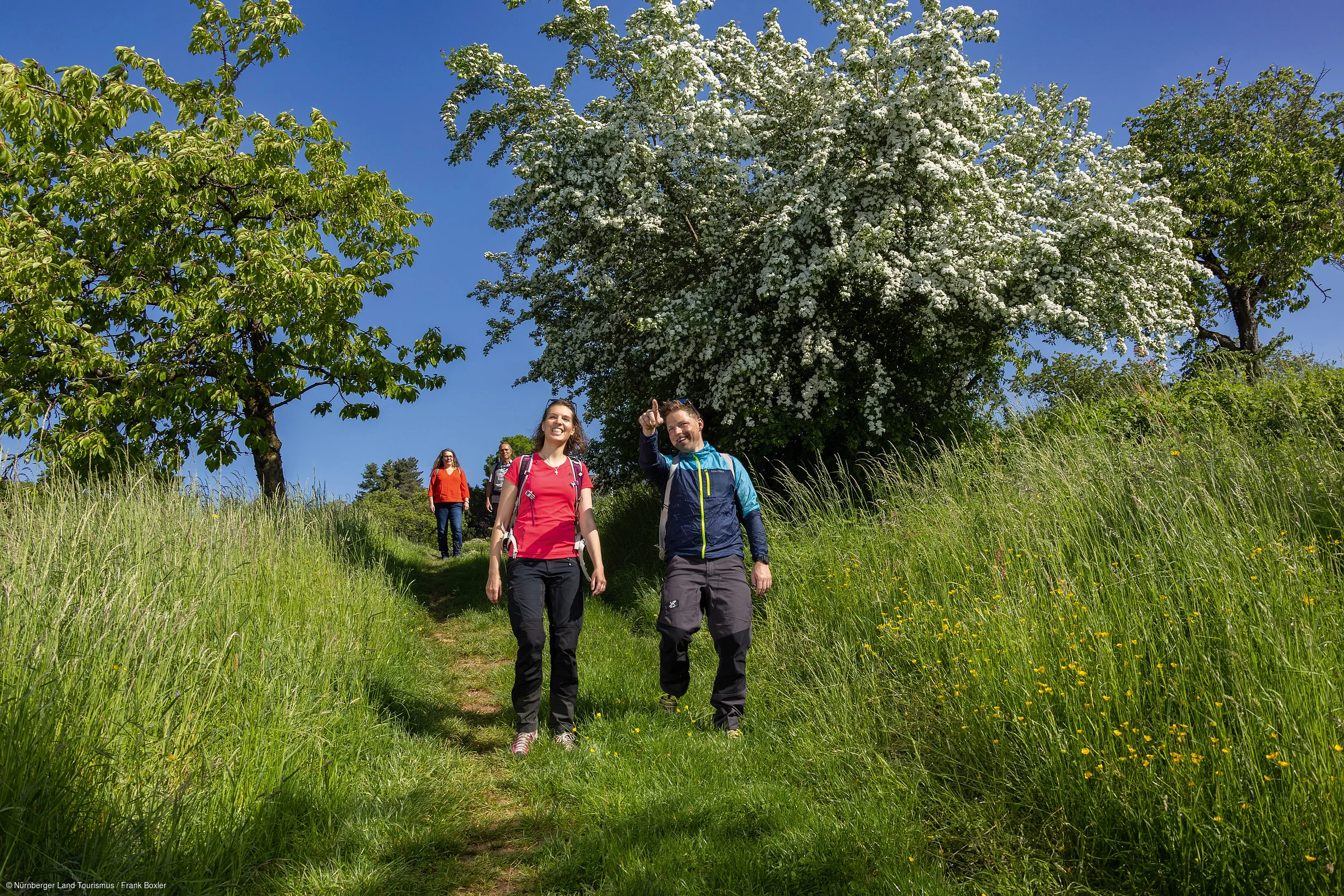 Vier Personen wandern auf einem Grasweg zwischen blühenden Bäumen bei blauem Himmel.