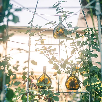 Metallgestell mit fünf Flaschen, umrankt von grünen Pflanzen und Blättern, im Garten bei Tageslicht.