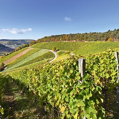 Weinberg mit grünen Reben an einem sonnigen Tag und bewaldeten Hügeln im Hintergrund.