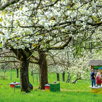 Blühende Obstbäume in einer Wiese mit bunten Bienenkästen und zwei Personen vor einer Informationstafel.
