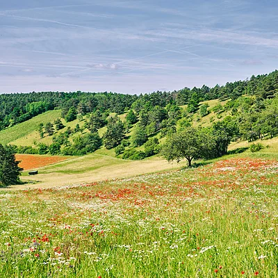 Blumenwiese mit roten und weißen Blumen vor bewaldeten Hügeln unter blauem Himmel mit Wolken.