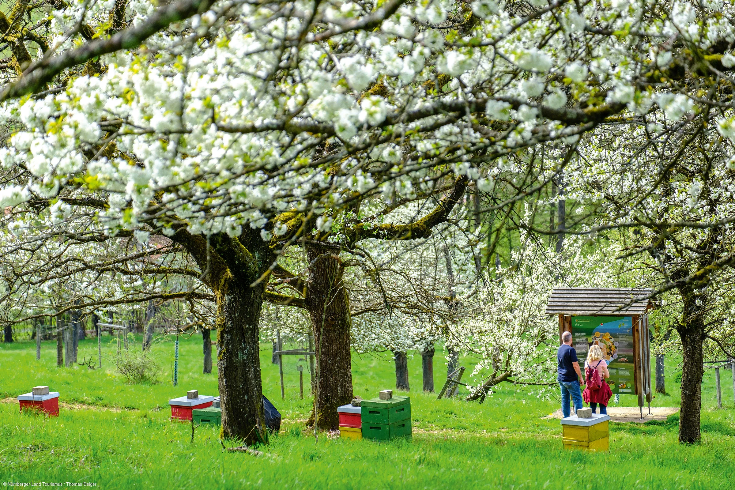 Blühende Obstbäume in einer Wiese mit bunten Bienenkästen und zwei Personen vor einer Informationstafel.