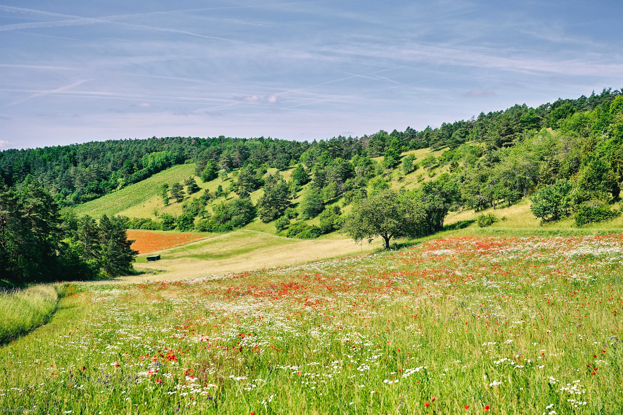 Blumenwiese mit roten und weißen Blumen vor bewaldeten Hügeln unter blauem Himmel mit Wolken.