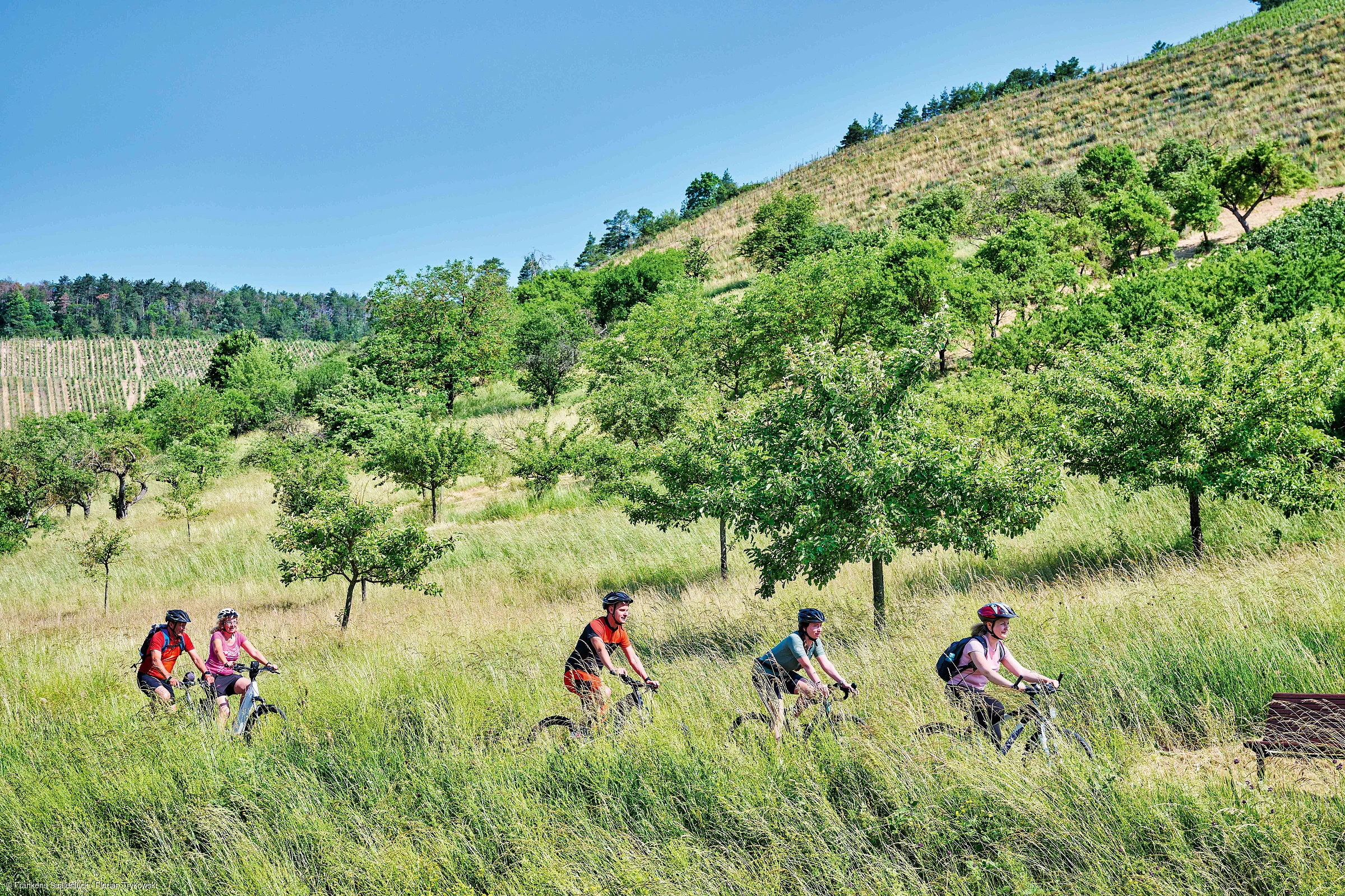 Fünf Radfahrer fahren auf einem Pfad durch eine grüne Wiesenlandschaft mit Bäumen und Hügeln bei klarem Himmel.