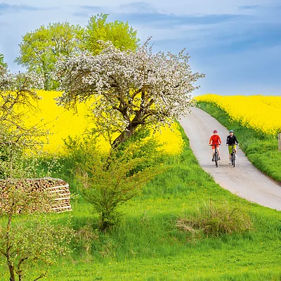 Zwei Radfahrer auf einem Weg zwischen blühenden Obstbäumen und gelben Rapsfeldern im Frühling.