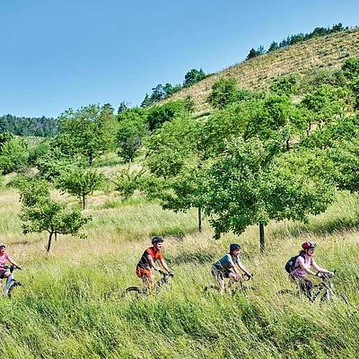 Fünf Radfahrer fahren auf einem Pfad durch eine grüne Wiesenlandschaft mit Bäumen und Hügeln bei klarem Himmel.