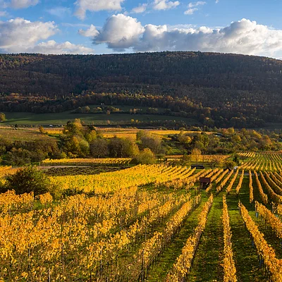 Weinberg mit gelben Reben im Herbst vor bewaldetem Hügel und blauem Himmel mit Wolken