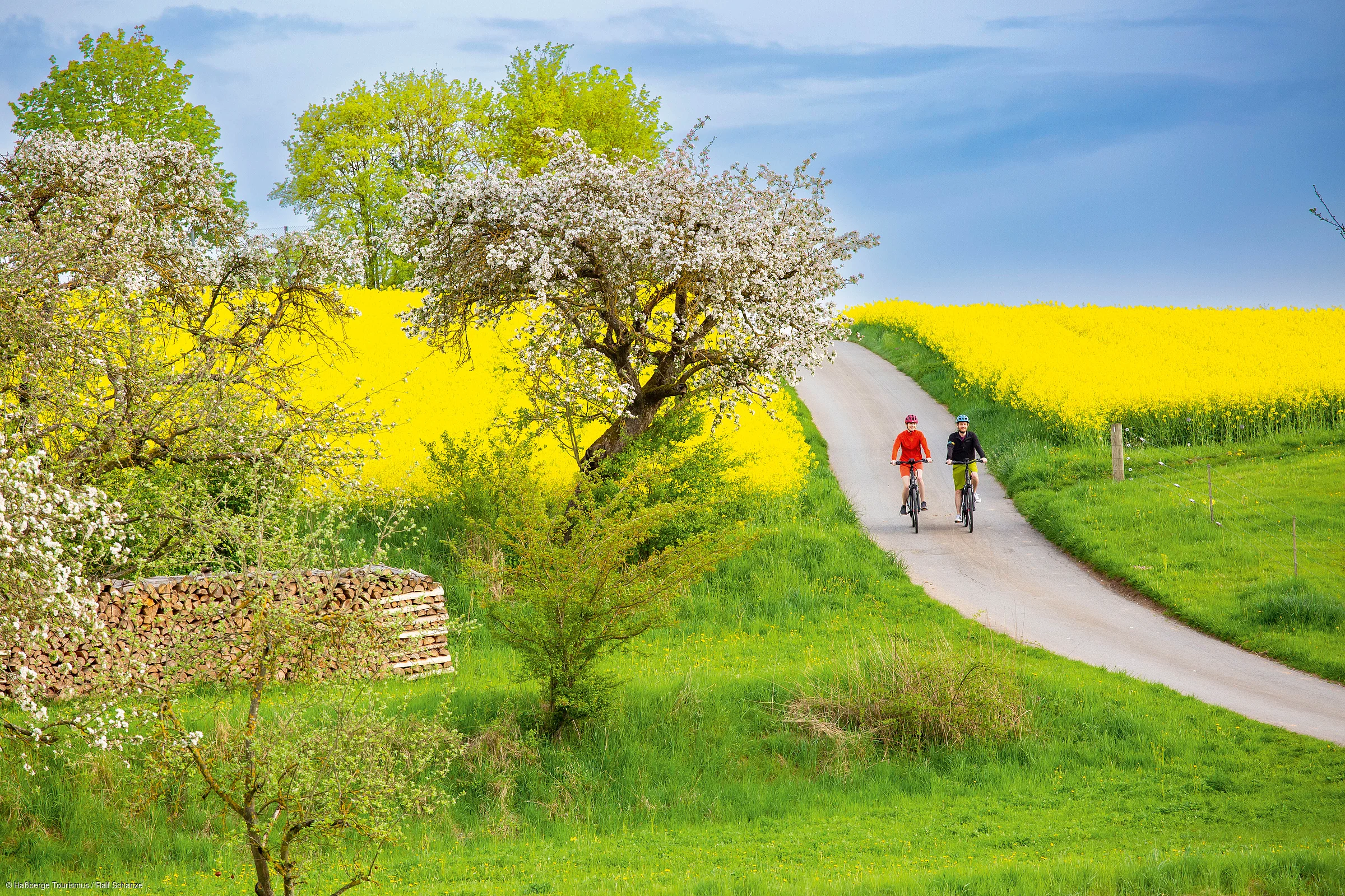 Zwei Radfahrer auf einem Weg zwischen blühenden Obstbäumen und gelben Rapsfeldern im Frühling.