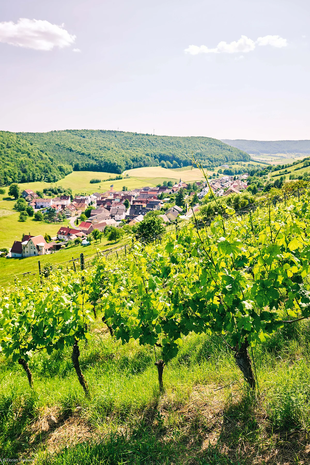 Weinreben an einem Hang mit Blick auf ein Dorf und bewaldete Hügel im Hintergrund unter blauem Himmel