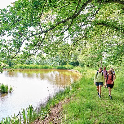 Vier Personen wandern auf einem grasbewachsenen Weg am Ufer eines Sees unter großen Bäumen.