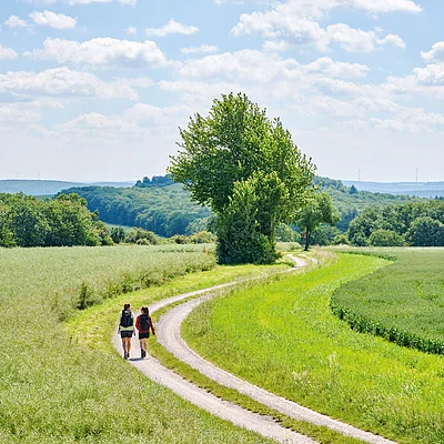 Zwei Personen wandern auf einem gewundenen Feldweg zwischen grünen Wiesen und Bäumen unter blauem Himmel.
