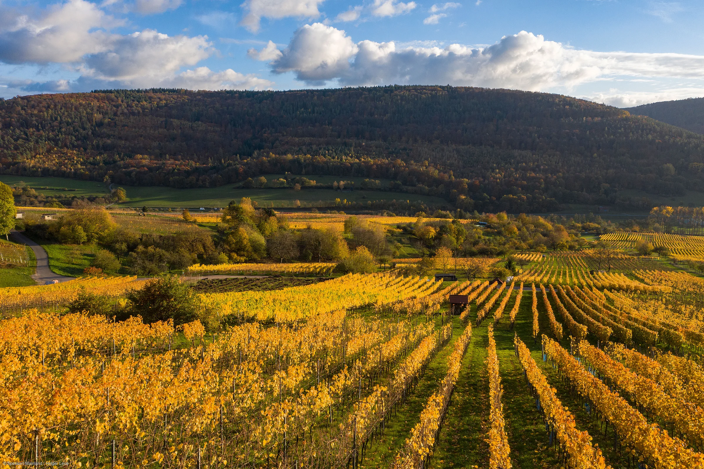 Weinberg mit gelben Reben im Herbst vor bewaldetem Hügel und blauem Himmel mit Wolken