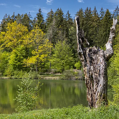 Toter Baumstamm am Ufer eines Sees mit grünem Wald und blauem Himmel im Hintergrund.