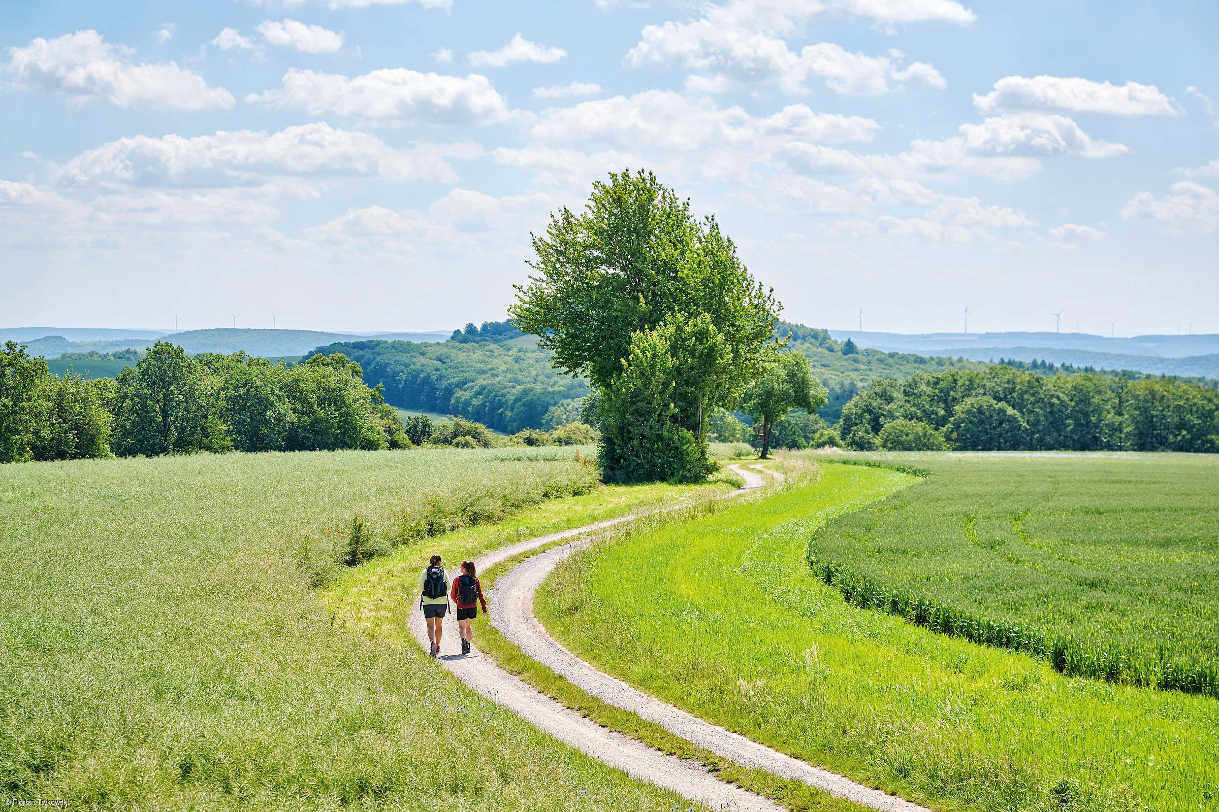 Zwei Personen wandern auf einem gewundenen Feldweg zwischen grünen Wiesen und Bäumen unter blauem Himmel.