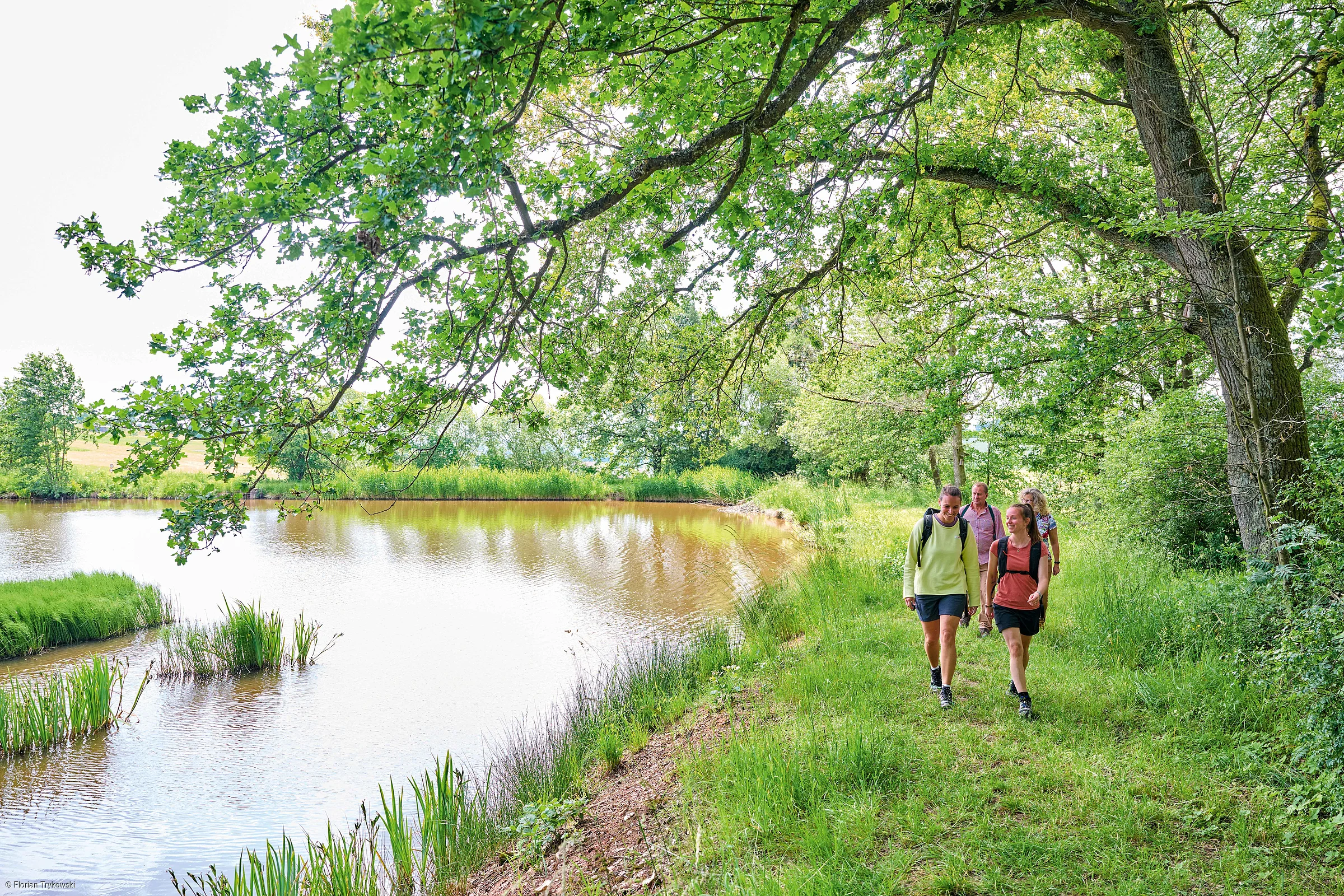 Vier Personen wandern auf einem grasbewachsenen Weg am Ufer eines Sees unter großen Bäumen.
