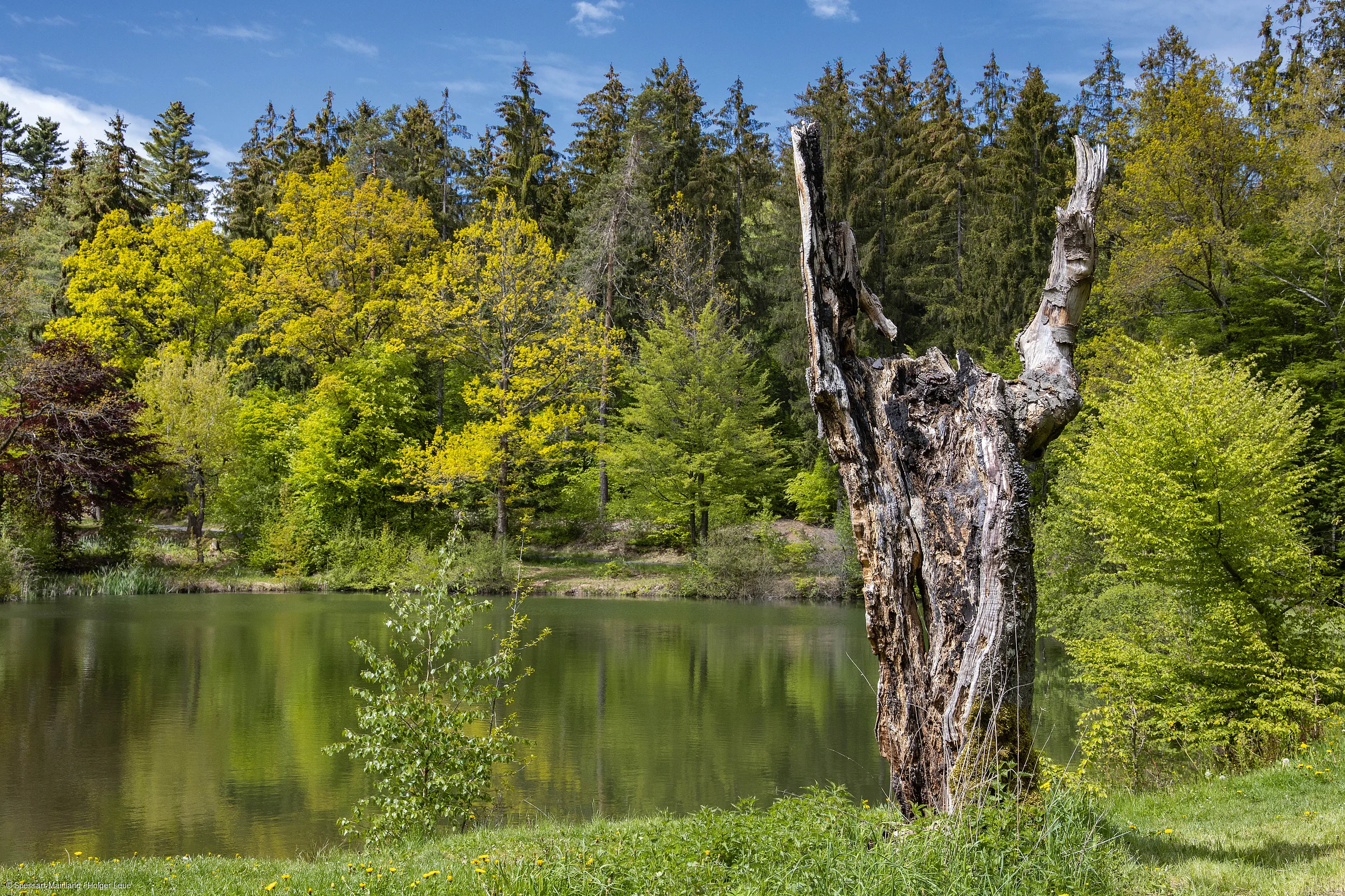 Toter Baumstamm am Ufer eines Sees mit grünem Wald und blauem Himmel im Hintergrund.