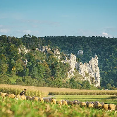 Hirte mit Schafherde auf Wiese vor bewaldetem Felsen und blauem Himmel im Hintergrund