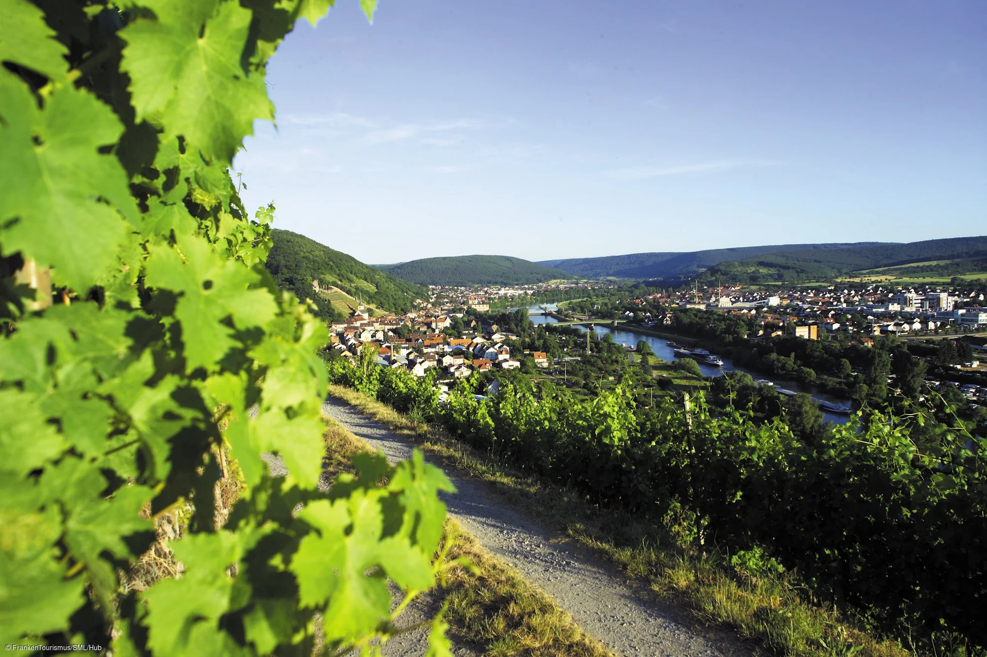 Weinberge bei Klingenberg